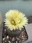 Preview: Coryphantha radians